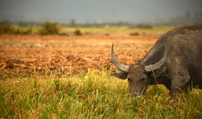 Growing maize in the Mekong:  Perceptions from an Australian agricultural researcher