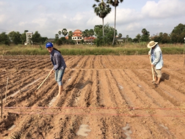 • Anika Molesworth preparing field for planting trial maize