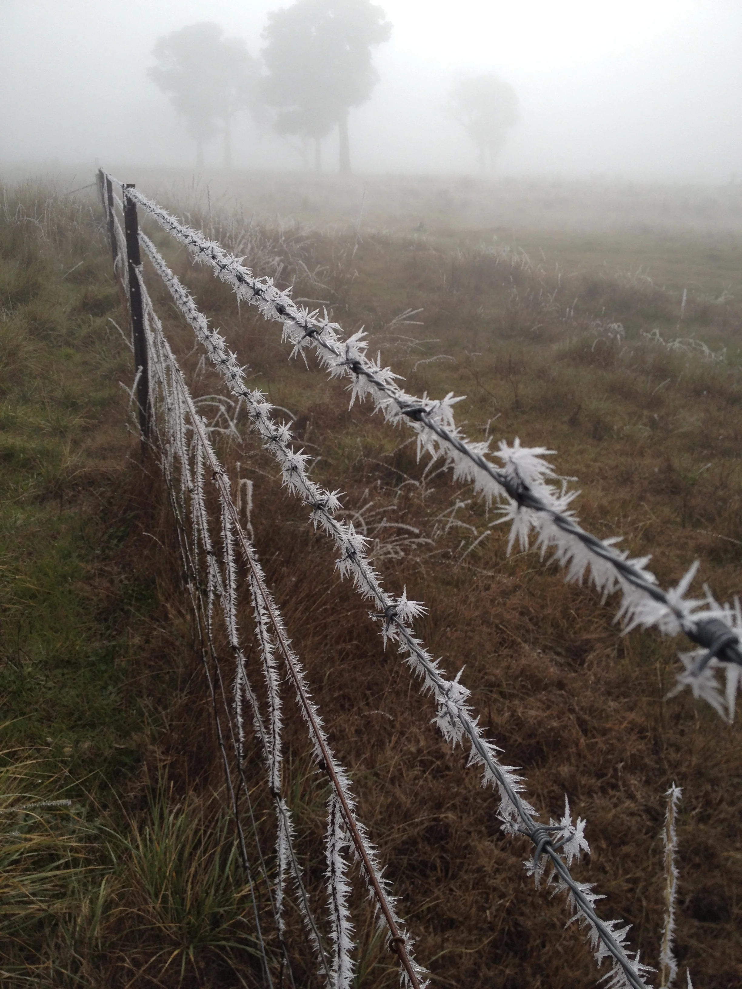 Ice on Gundaroo fencing