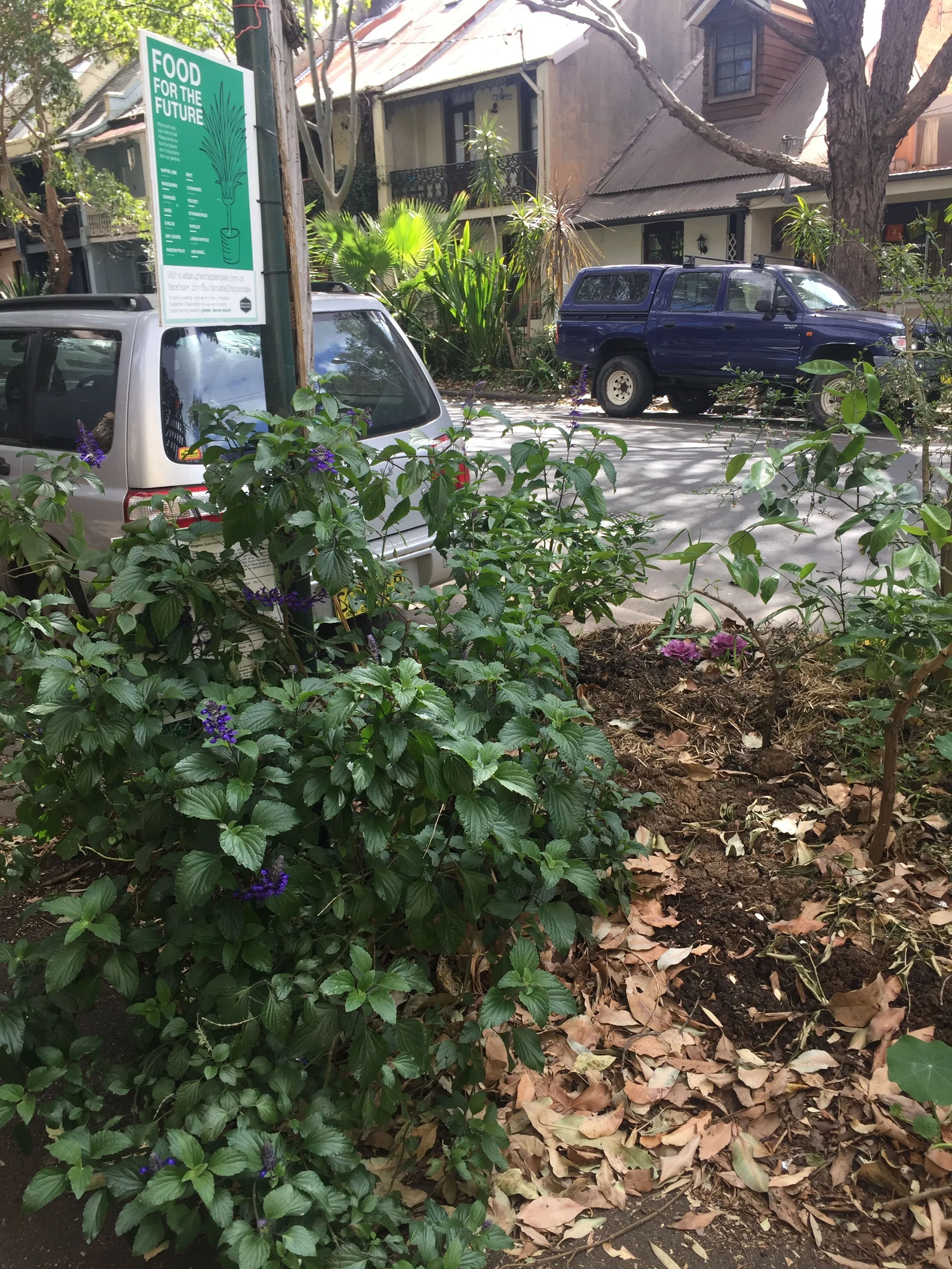 • Salvia, finger lime, mulch and espaliered dwarf fruit trees in Chippendale road gardens