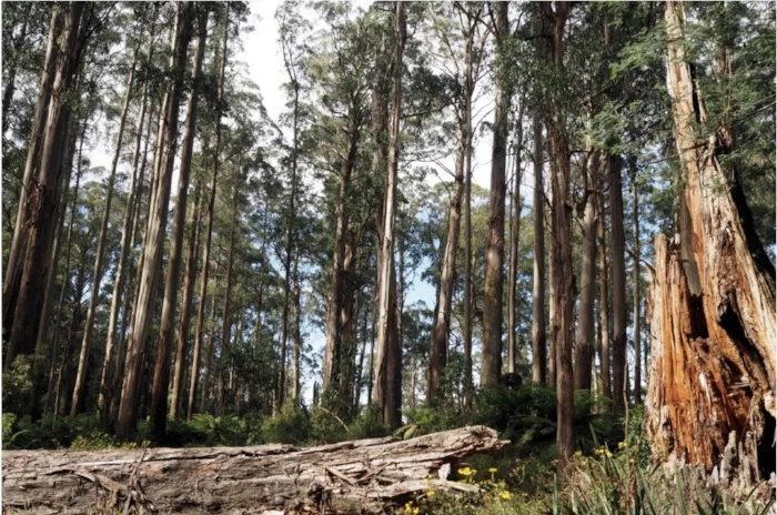 Melbourne city's water supply is collapsing