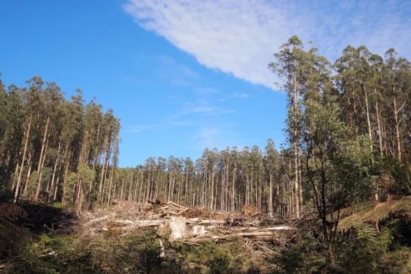 •  Logging in the city's water supply catchment forest: Tabitha Boyer Toolangi logging coupe