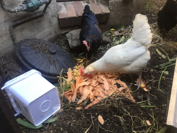 L to R: small container used to obtain cafe scraps; scraps on ground; Feisty, Blanche d'Alpuget, Nellie, all in the chook run outside the kitchen