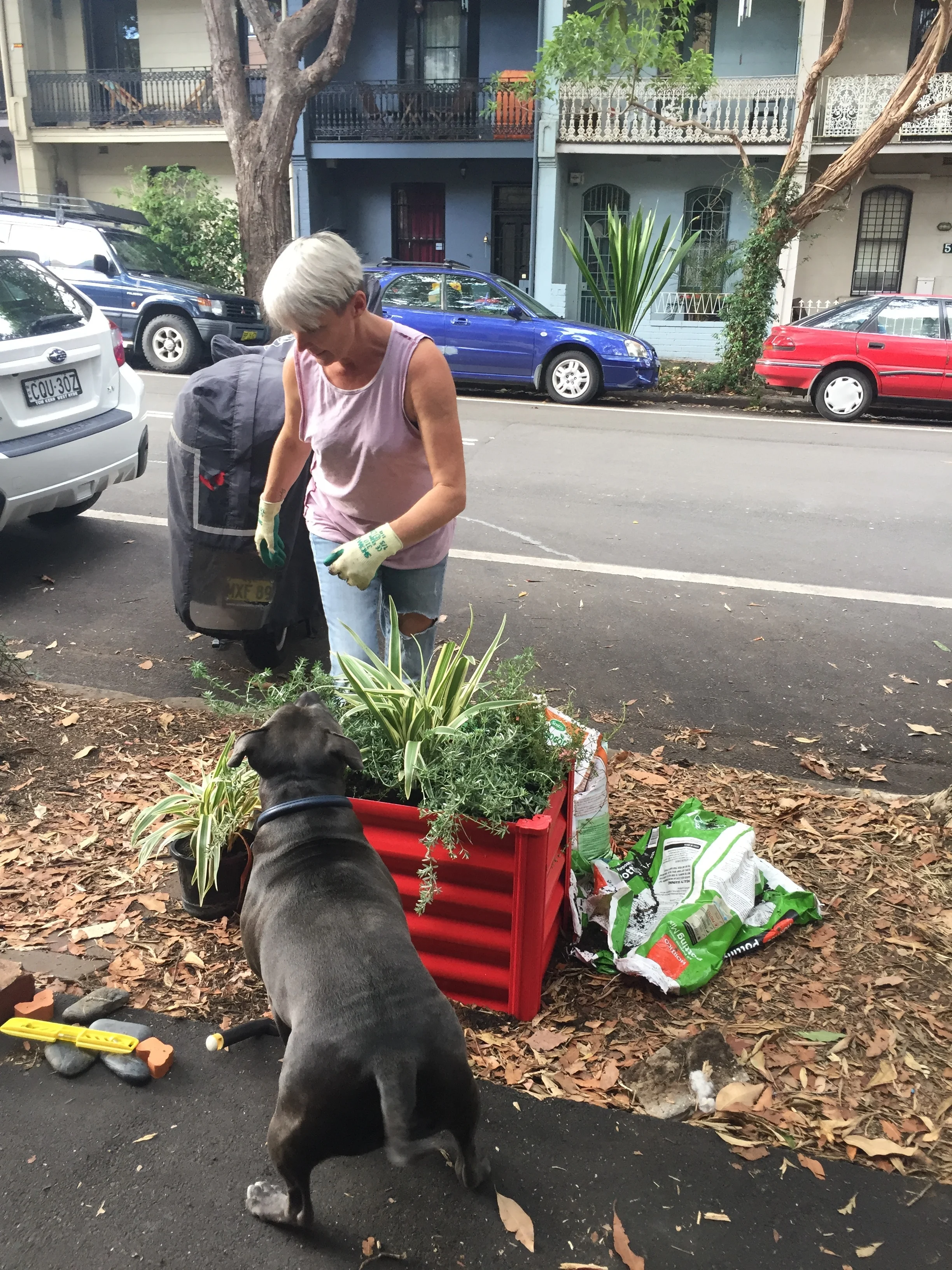 • A Chippendale road garden under construction with a mix of compost and imported soil
