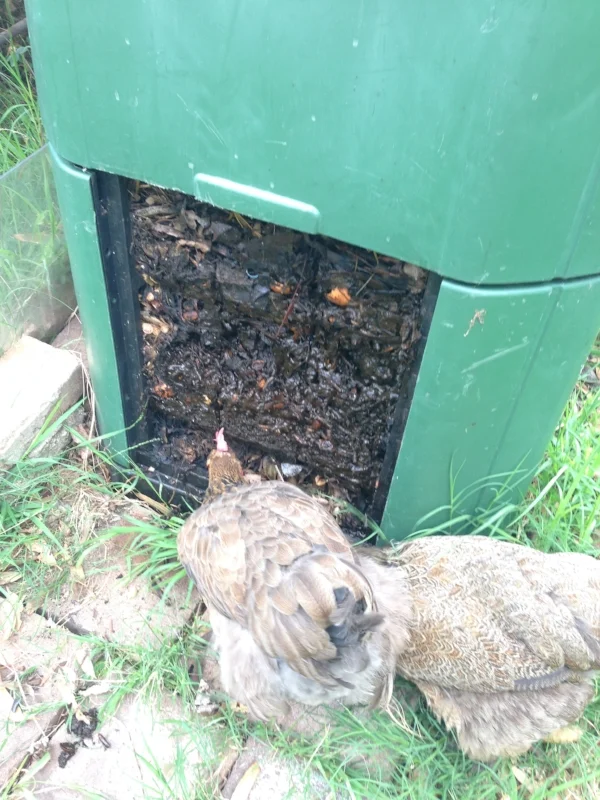 •  Chooks love compost