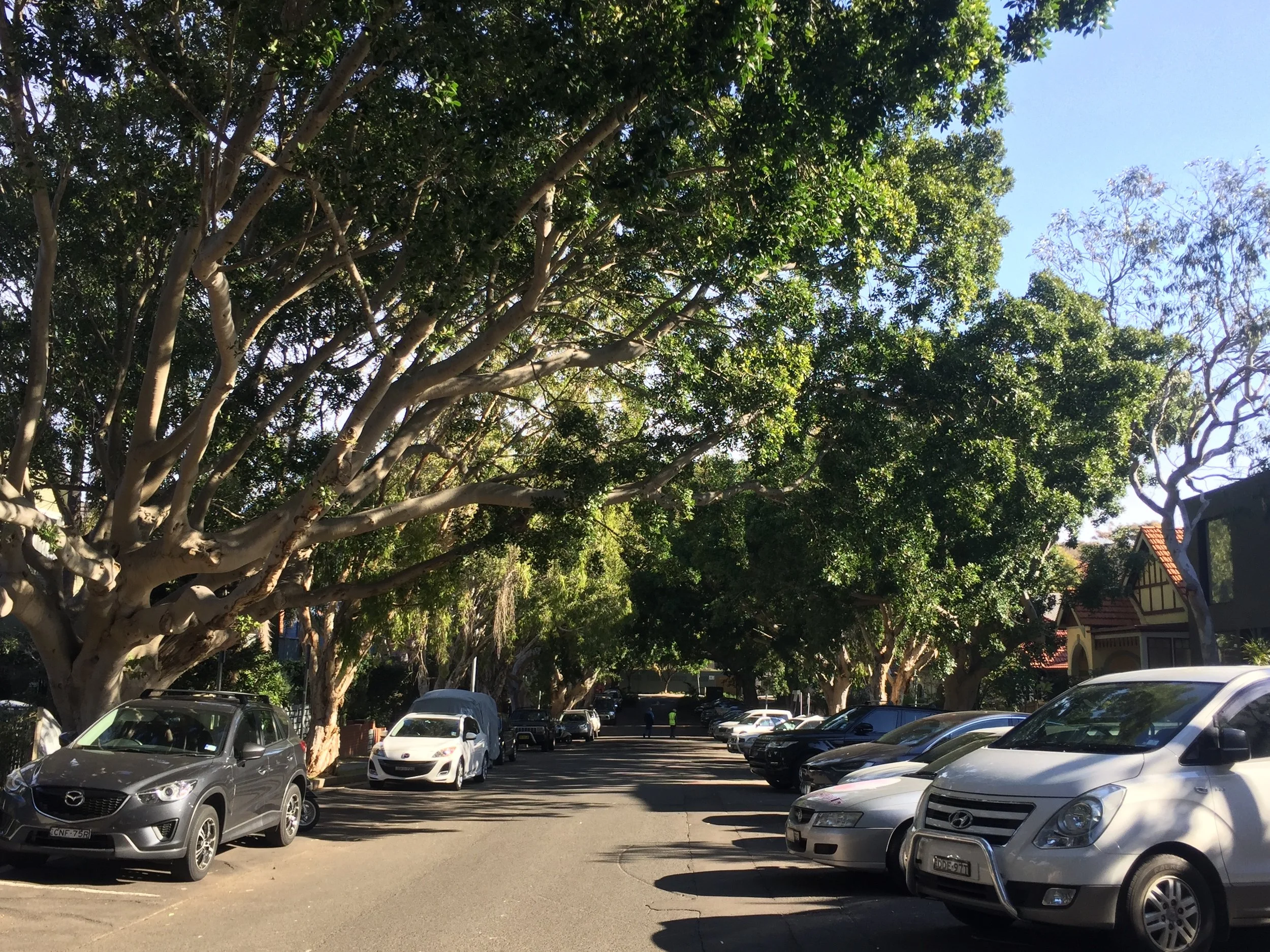 Trees carry out their own engineering design, develop their own winter and summer-proof design at no fee to us. Haven’t been to uni . . . but look at what they do.