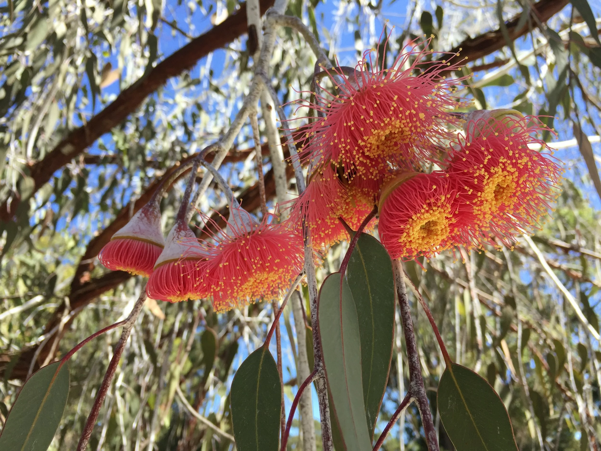 How to cool your house, street, city - and Earth