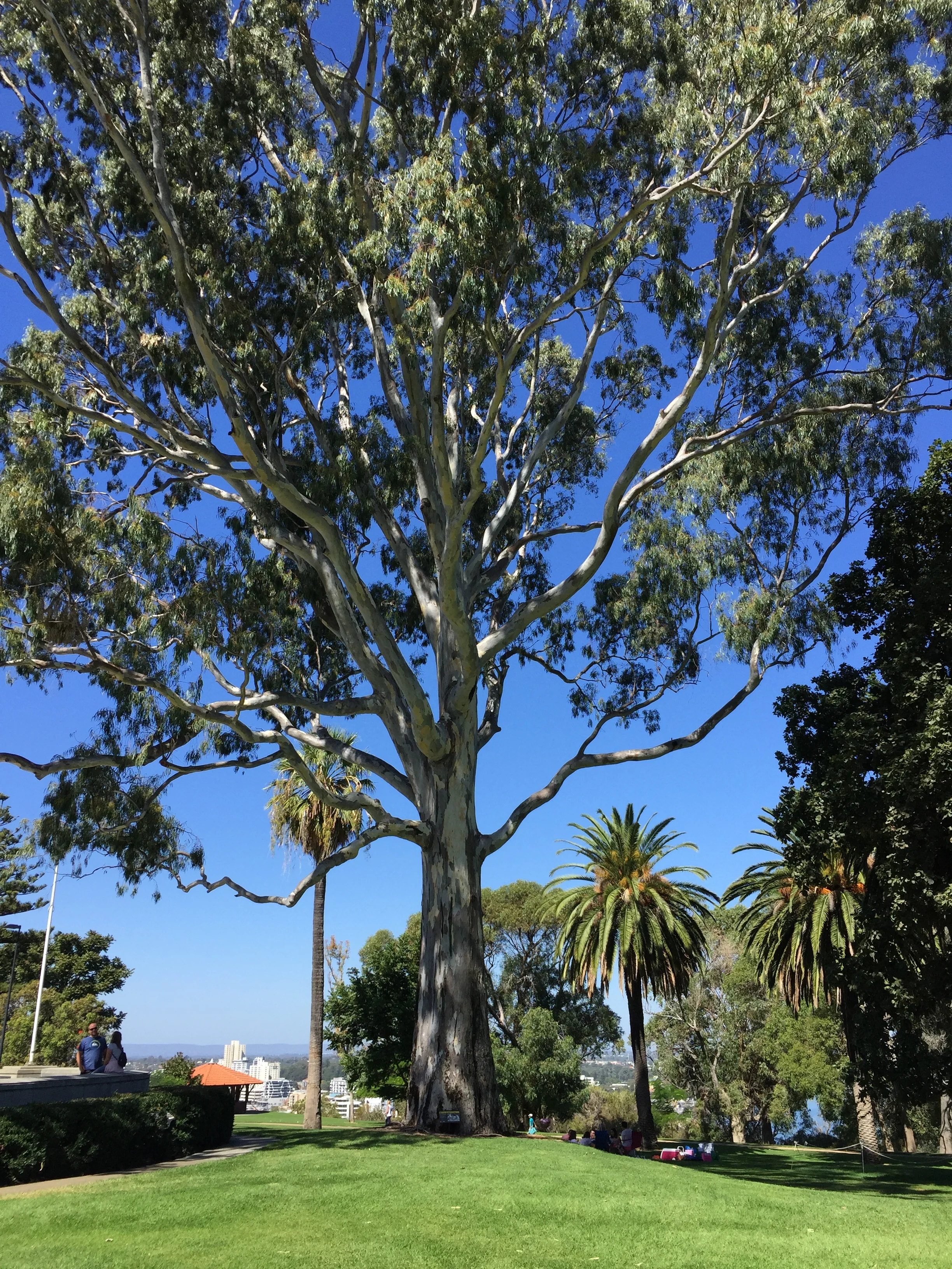 •  Trees like this one in Perth’s Kings Park and Botanic Gardens, Western Australia, is an air cooling gift to those who sit beneath it