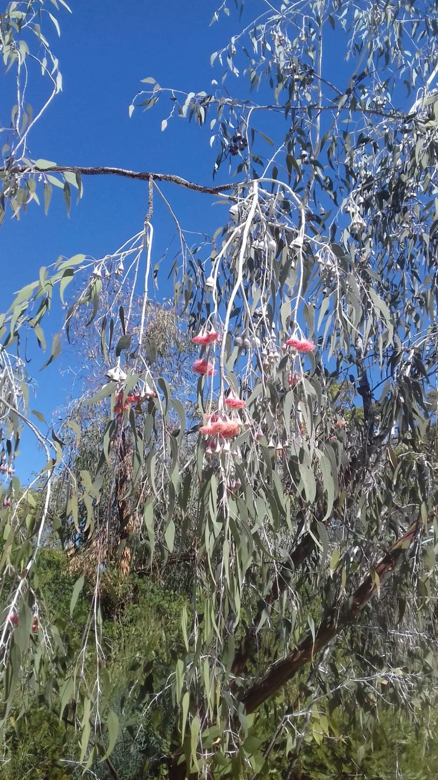 •  Leaves, when hot, reduce the water vapour they release by drooping their leaves and by closing their stomata - the little ‘holes’ through which they exude water vapour