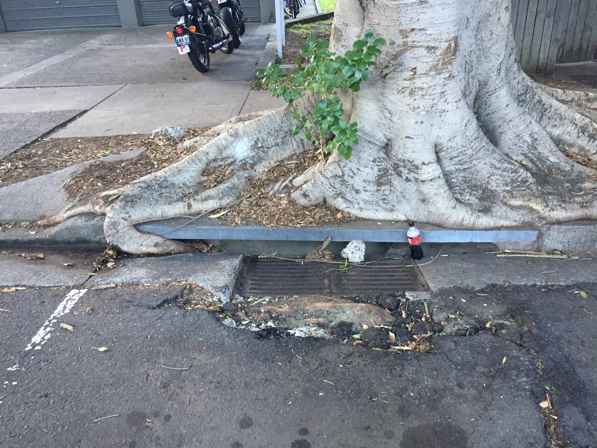 • Look at this tree root running down into the gutter and then into the gully where rainwater drains to - trees drink too!