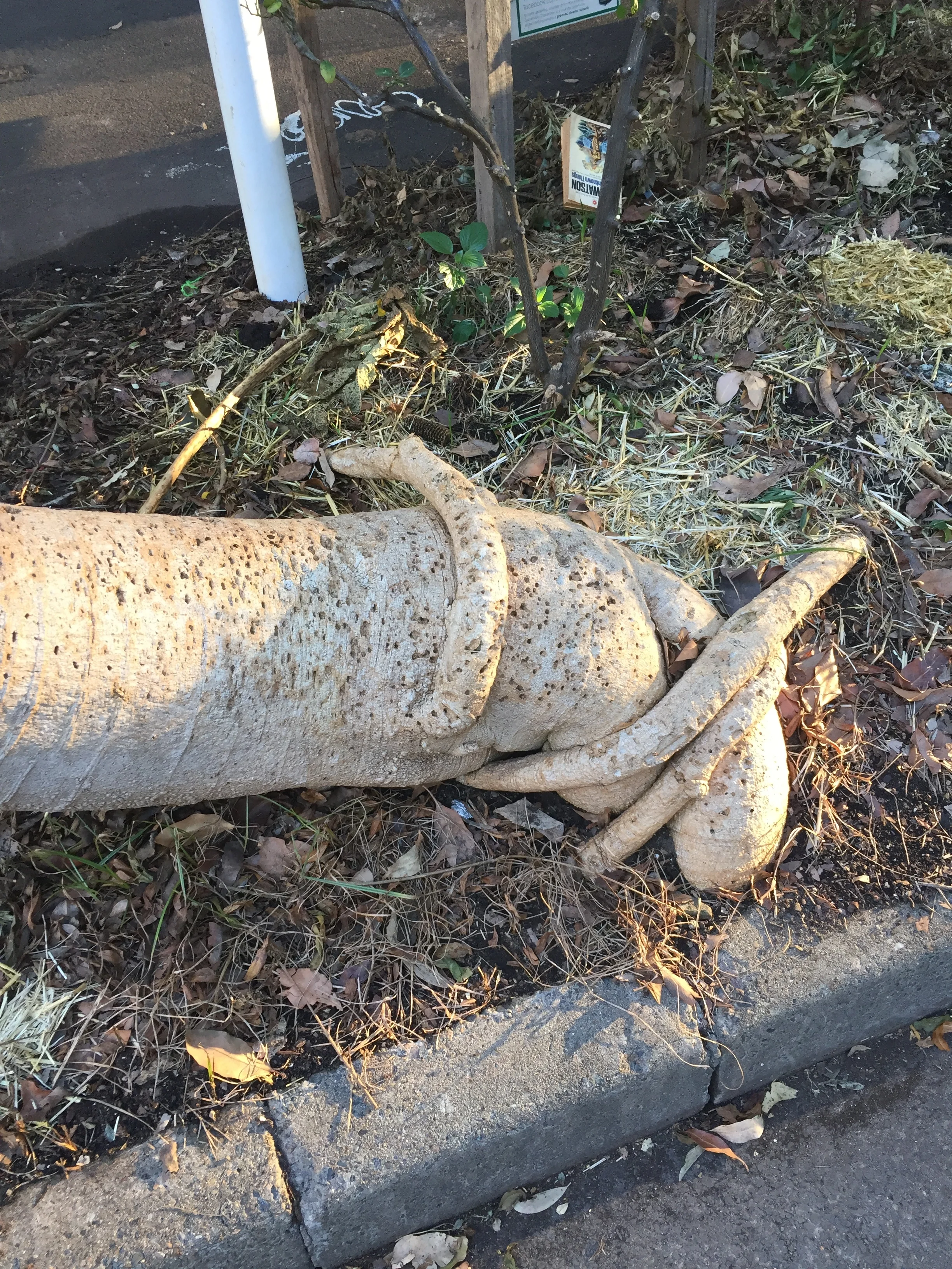 • Paw paw tree roots crossing back over tree trunk to find water in the verge garden
