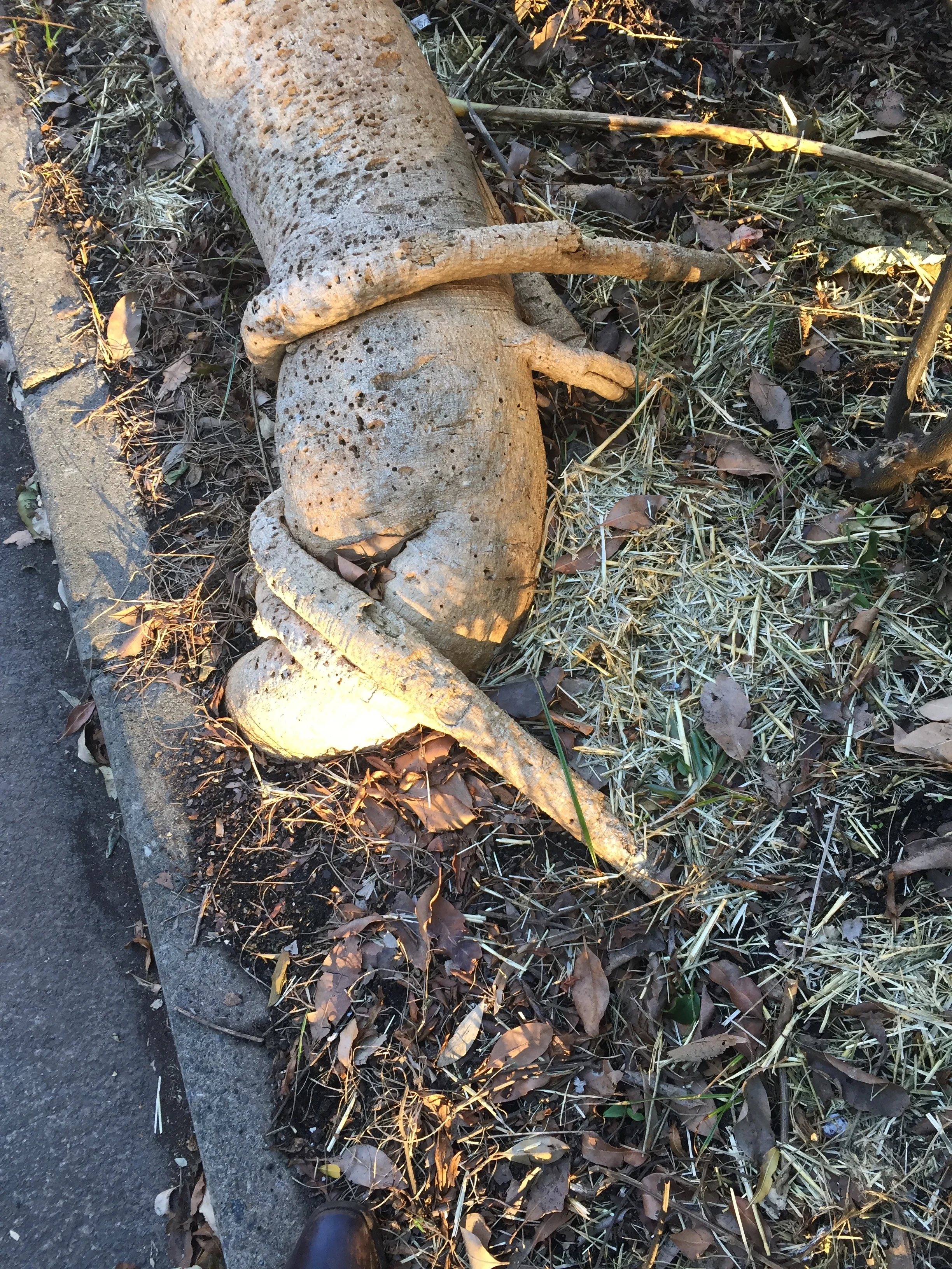 • Very determined tree roots and nearby Kaffir Lime which is being out-competed by the paw paw tree