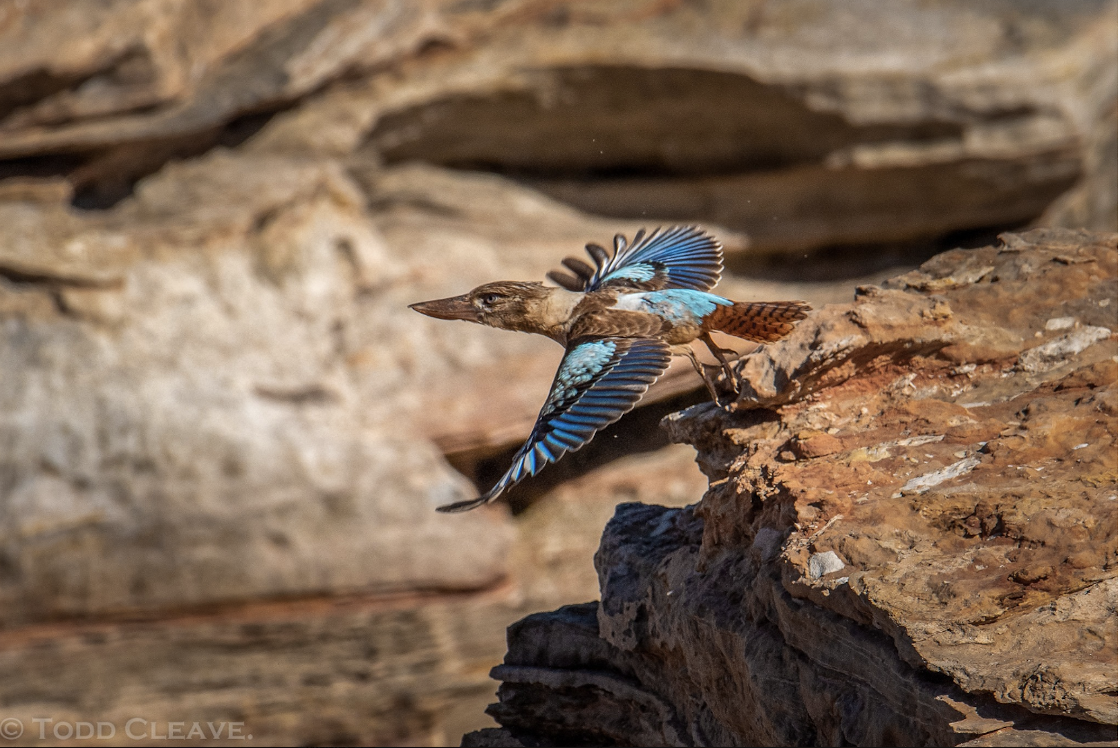 Data on solar and batteries at Sydney's Sustainable House