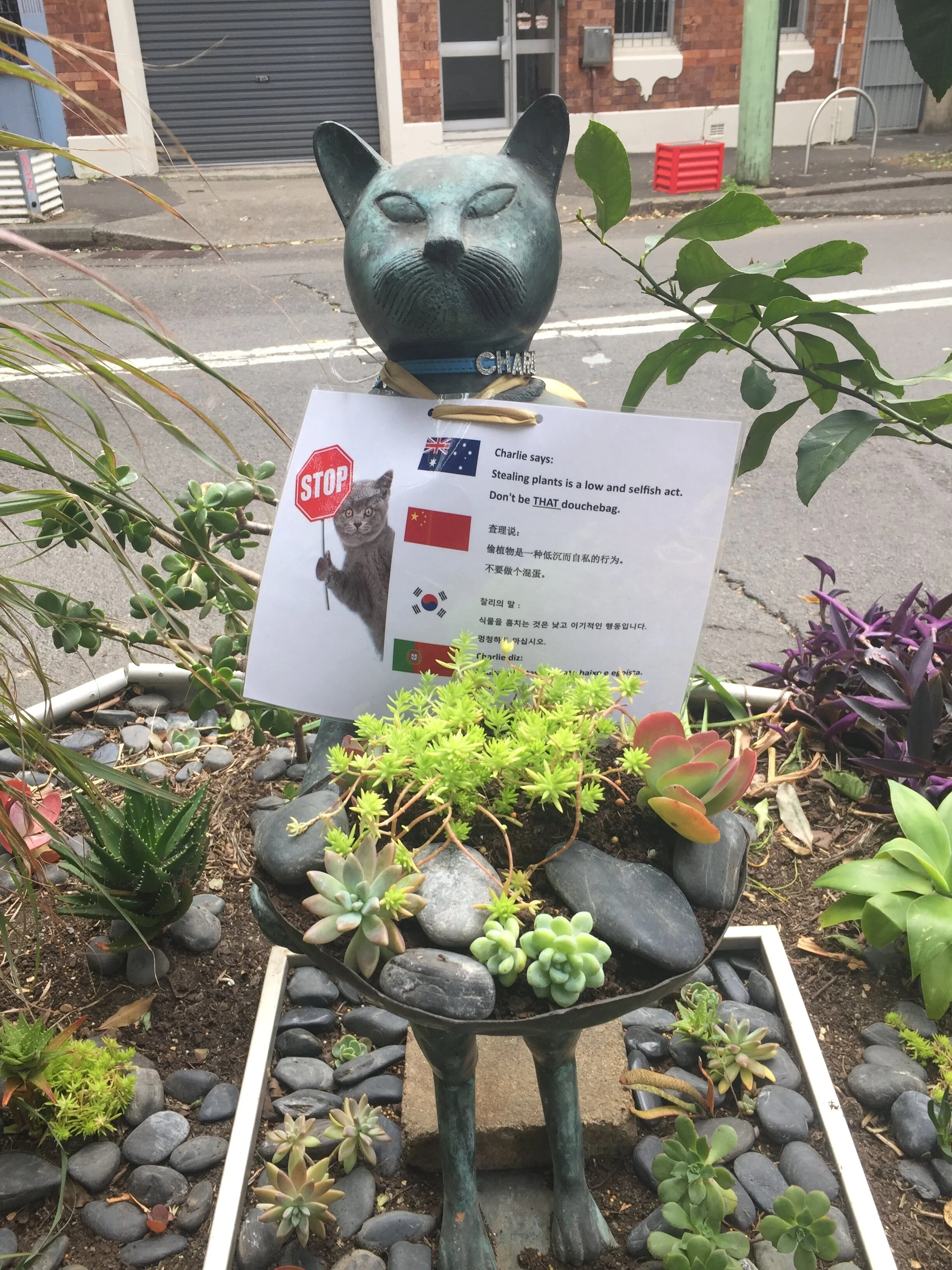 •    Another Chippendale road garden character around the corner in Shepherd Street - Charlie the lordly cat.