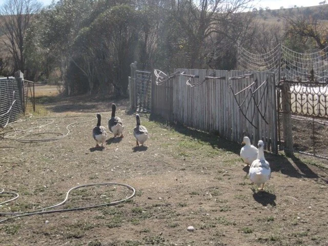 •   “Let’s have a look down yonder . . . “