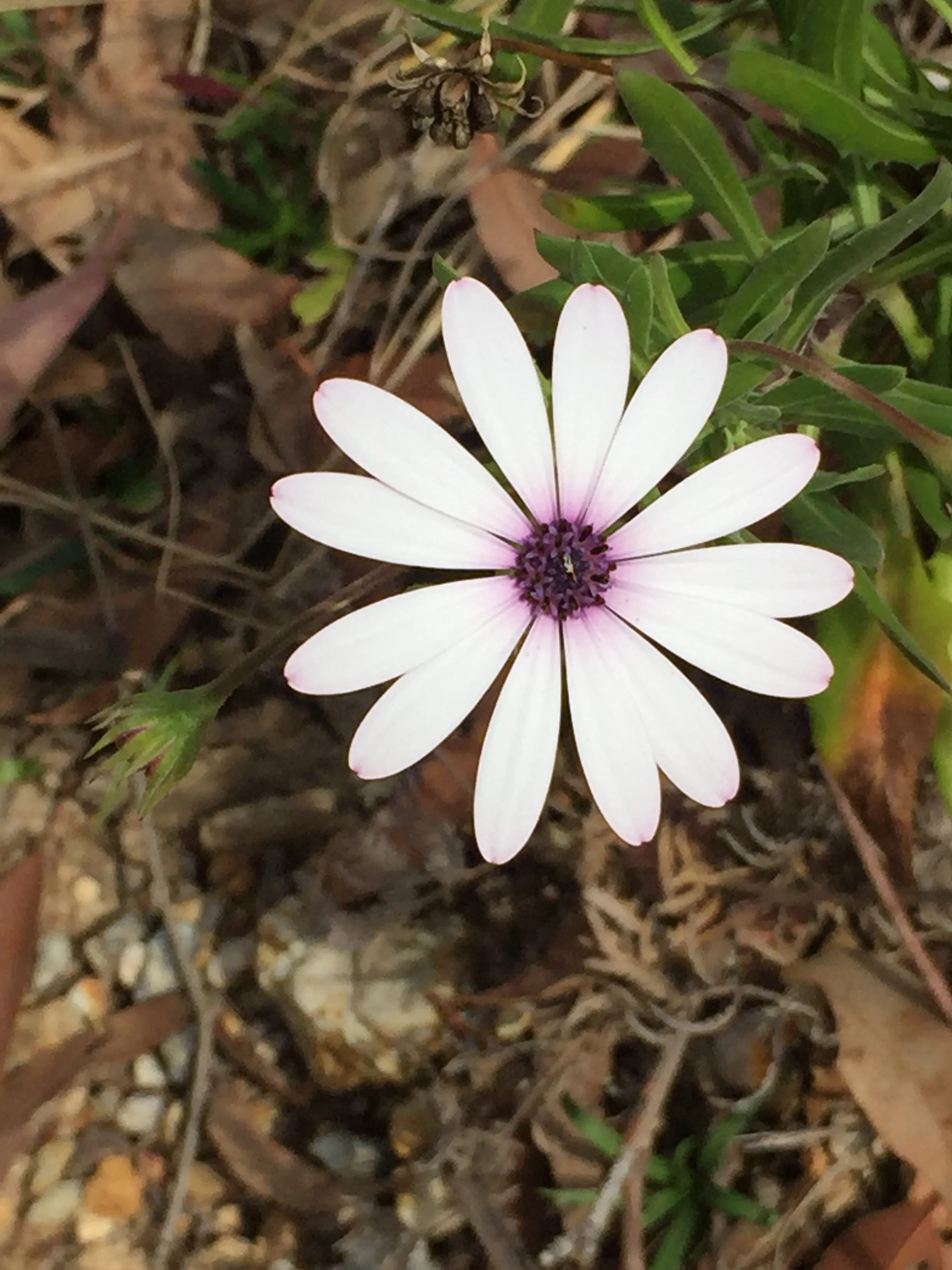 The power of WaterUps wicking beds to grow plants