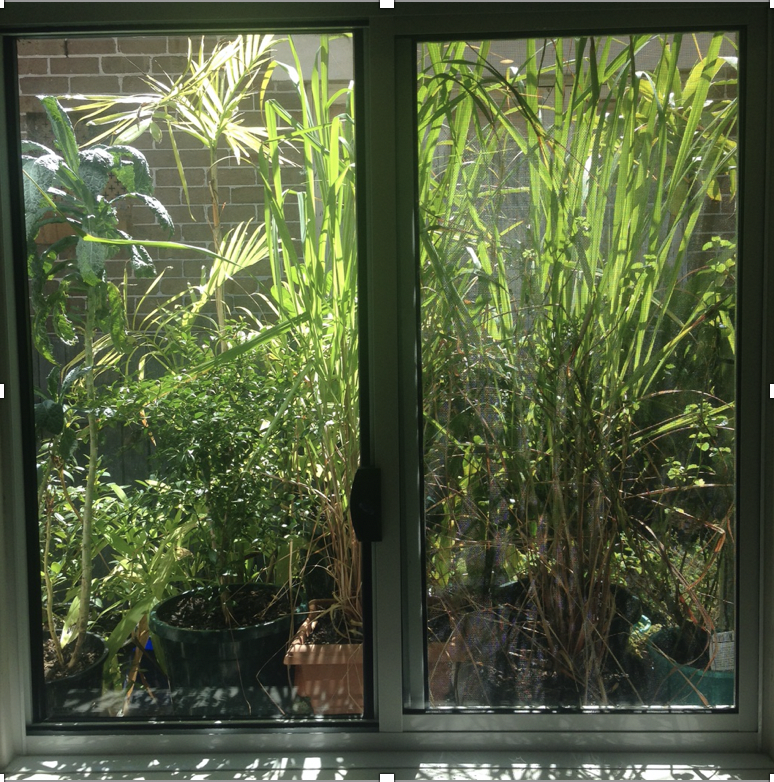 A garden in your  window?