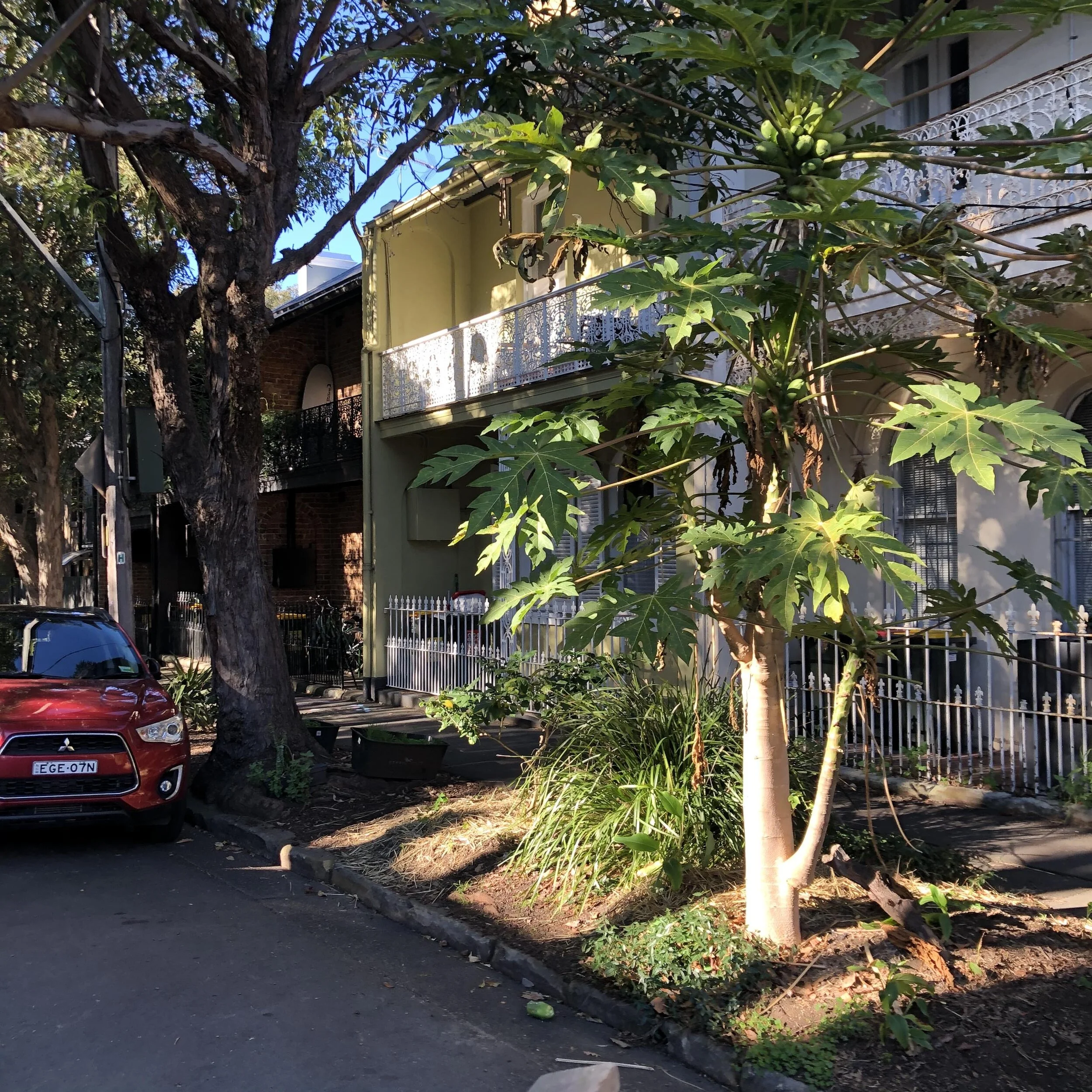 Free, healthy food from our Chippendale road gardens