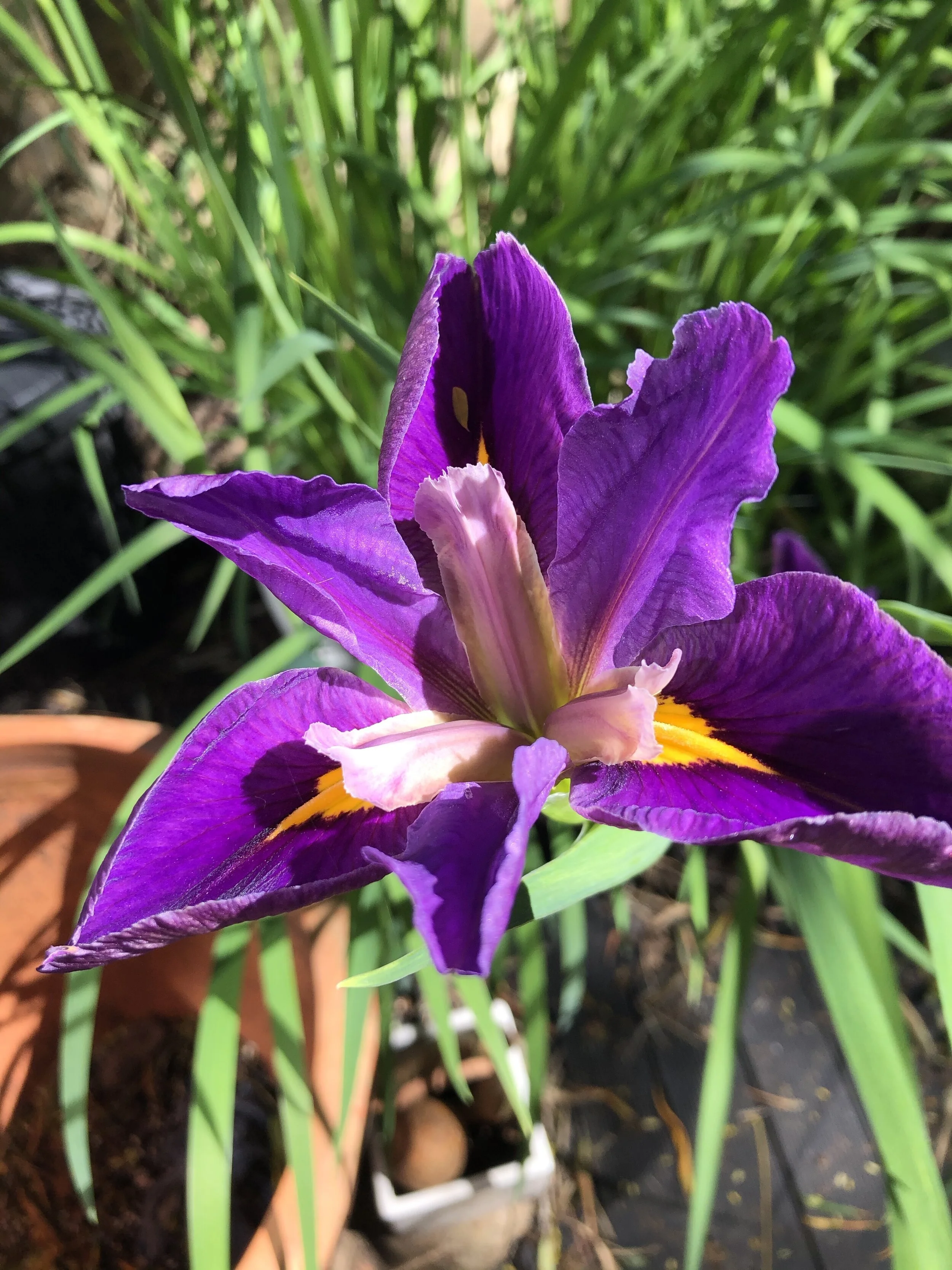 Outbreak of democracy in Chippendale