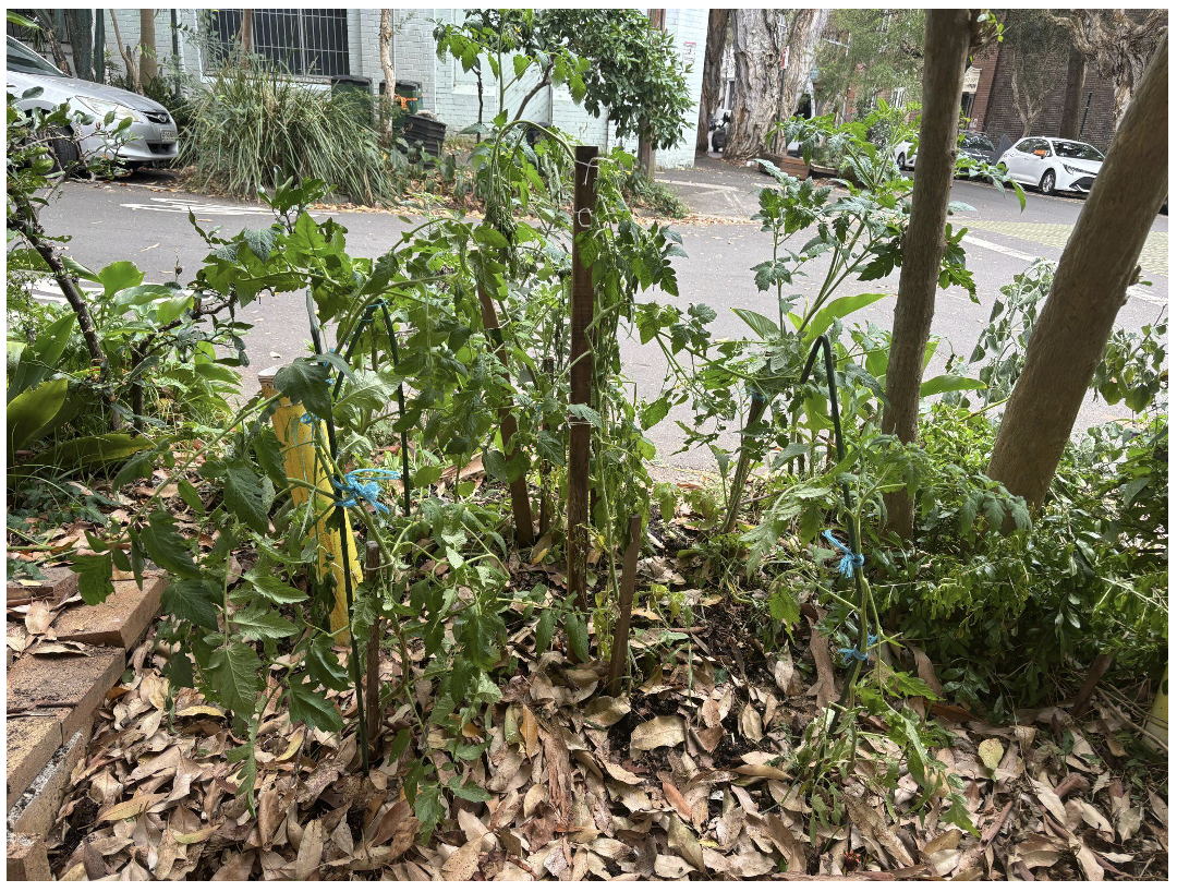 Inspirational Sydney City Council Gardening Policy