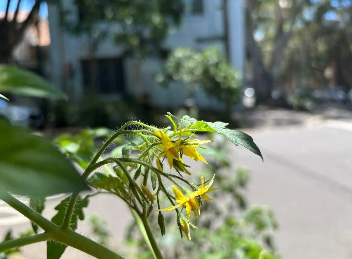 Cucumber farming in the street
