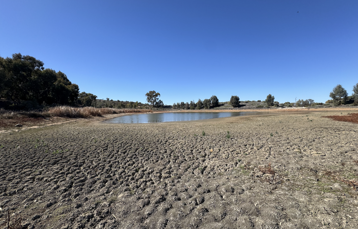 Emergency Water for Wildlife