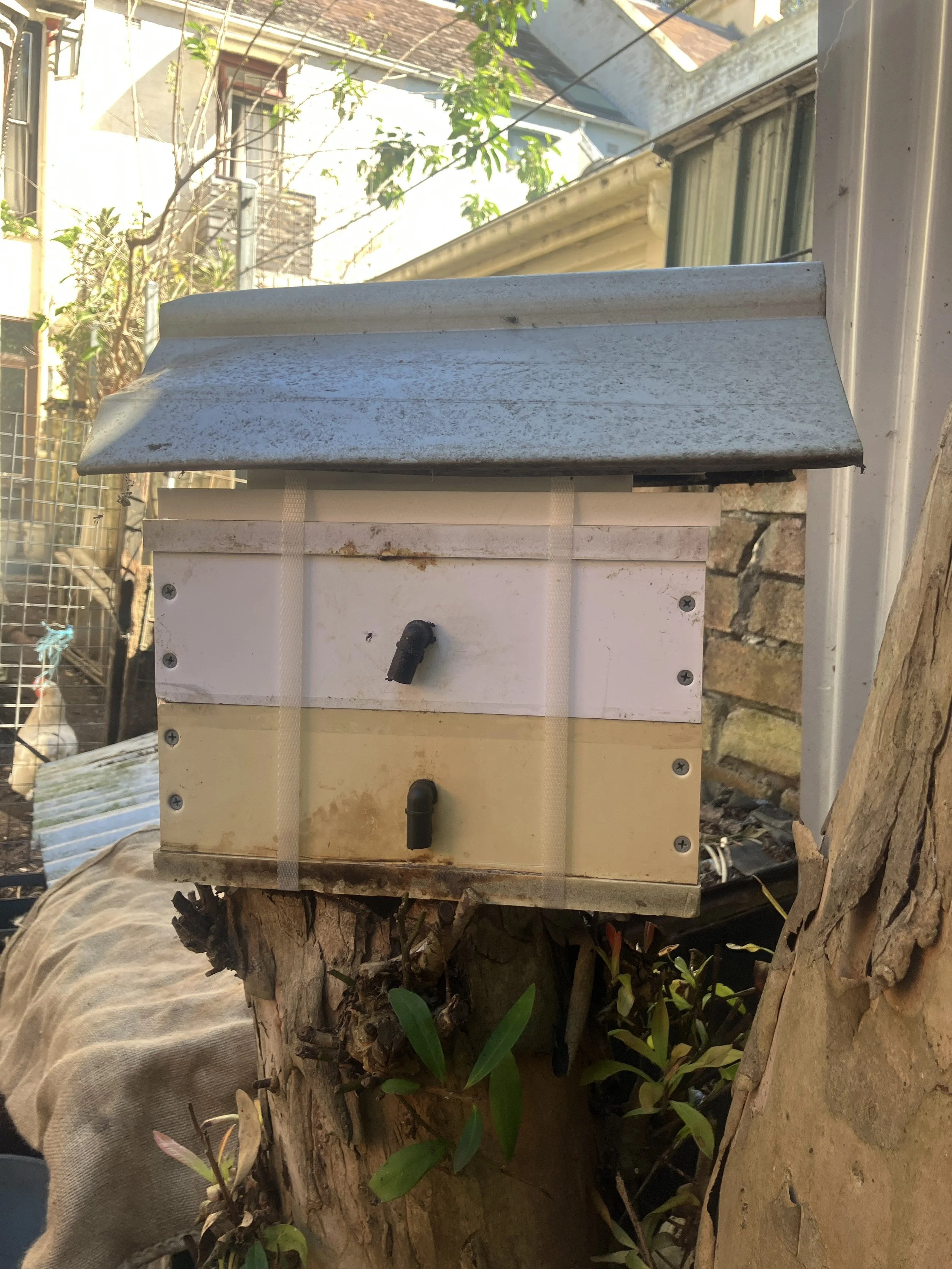 Native bee forage research