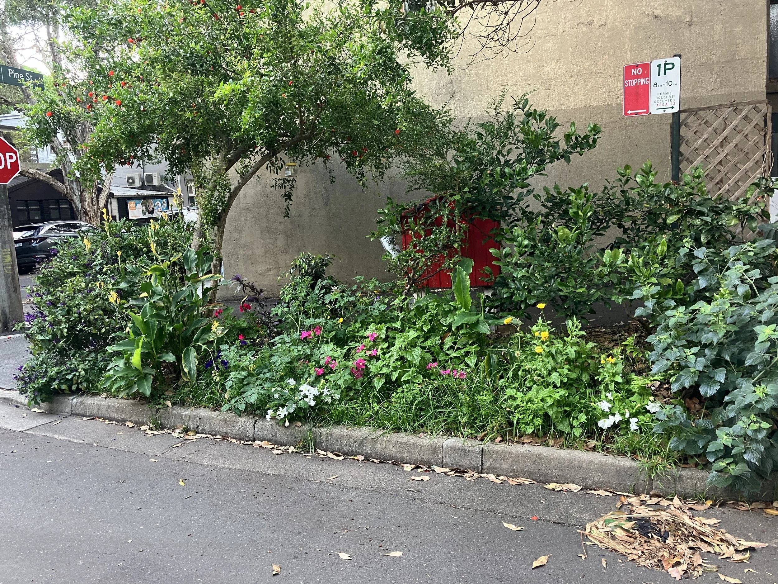 Please support Chippendale's footpath gardens