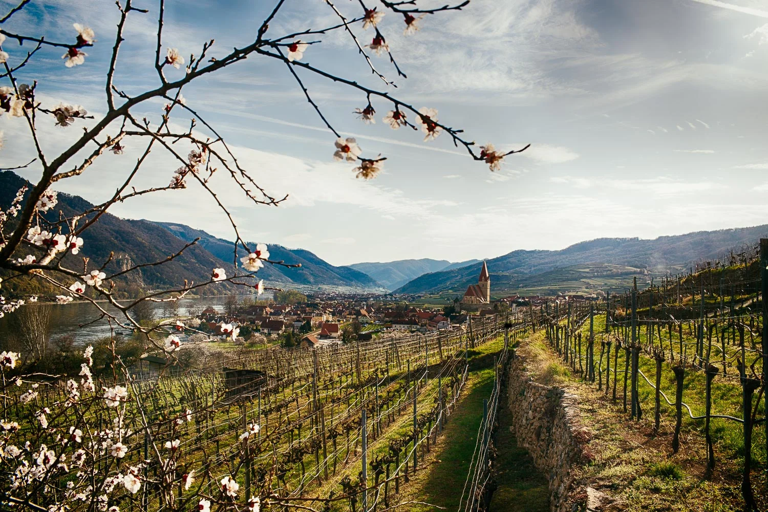 Frühlings in Weißenkirchen in der Wachau