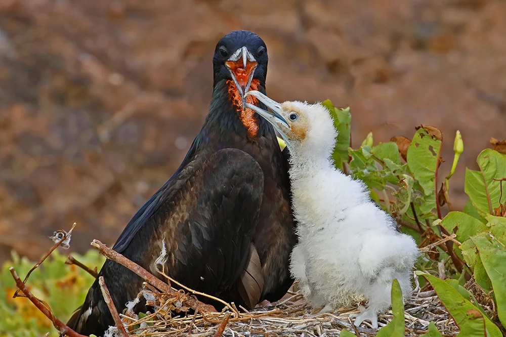 Great Frigatebird feeding chick