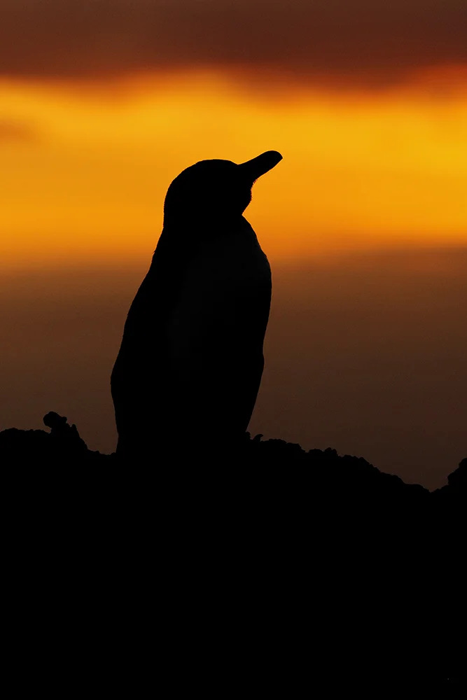 Galápagos Penguin silhouette