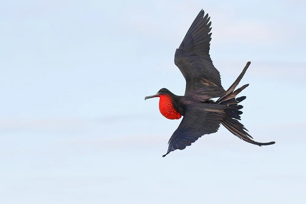 Magnificent Frigatebird (male) with red gular pouch