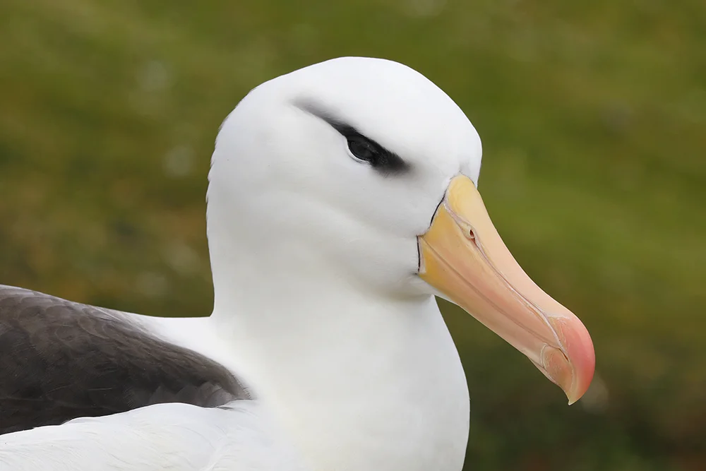 Black-browed Albatross, Saunders Island