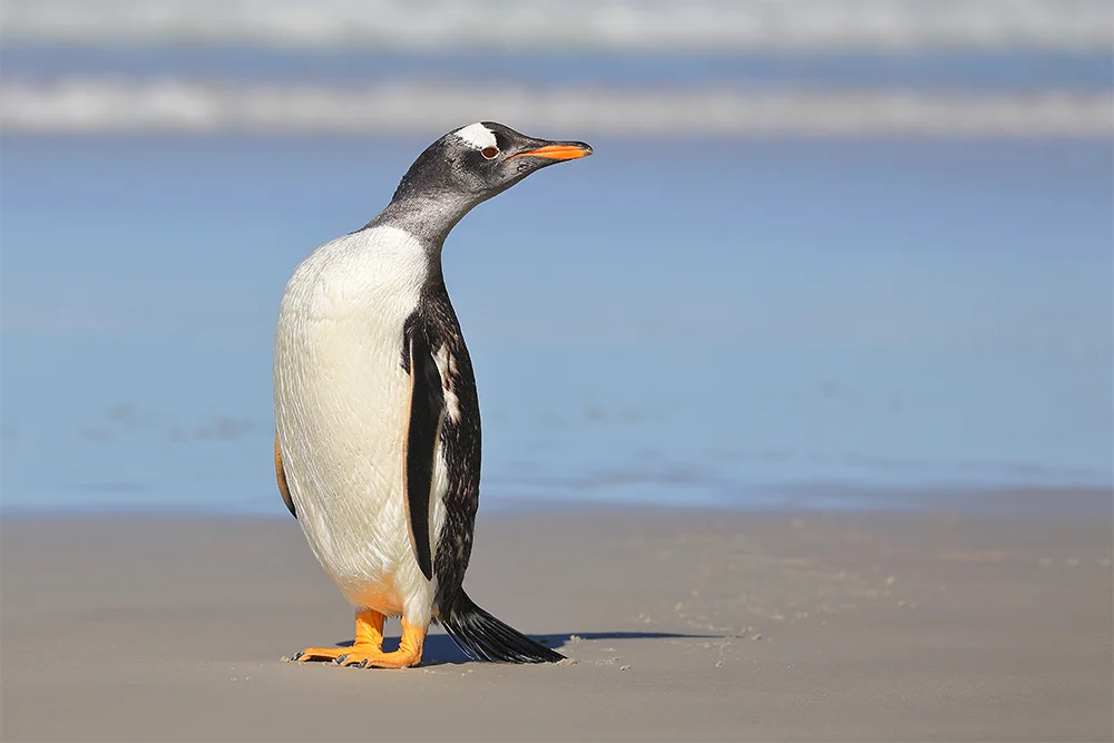 A curious Gentoo Penguin, Saunders Island