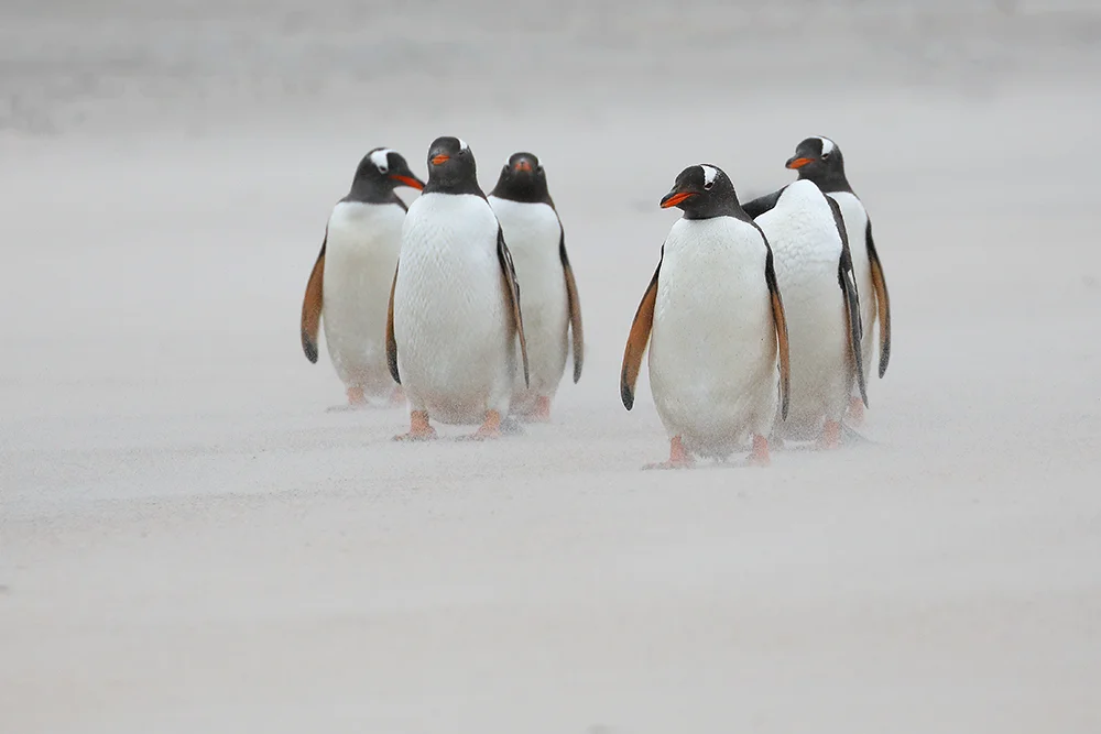 Gentoo Penguins in blowing sand, Bleaker Island
