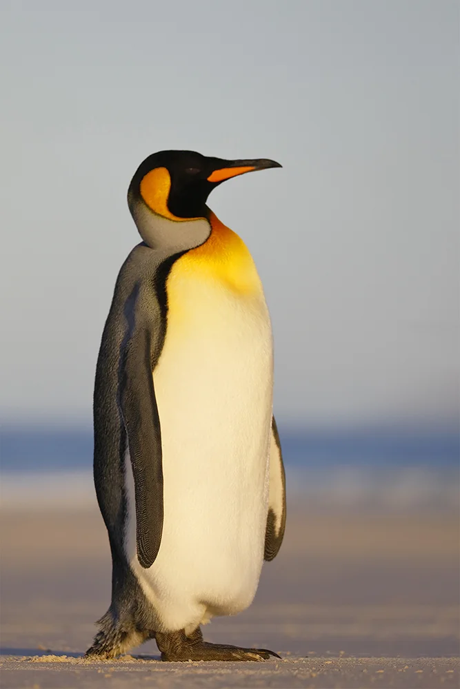 King Penguin, Saunders Island