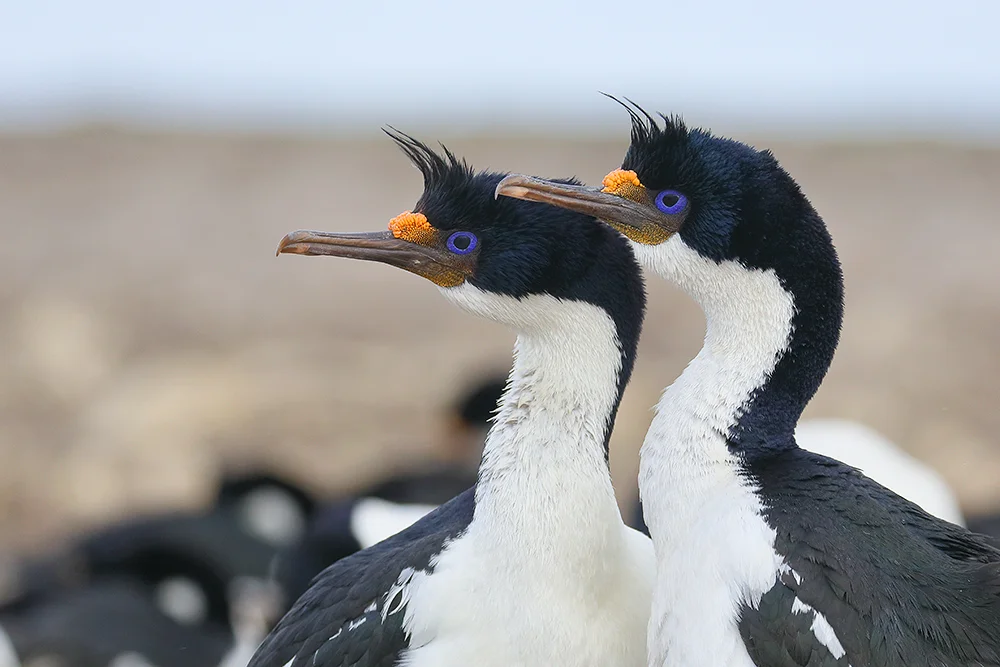 King Shag pair, Bleaker Island