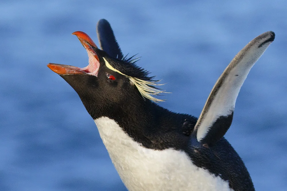 A Rockhopper Penguin, Murrell Farm - East Falkland