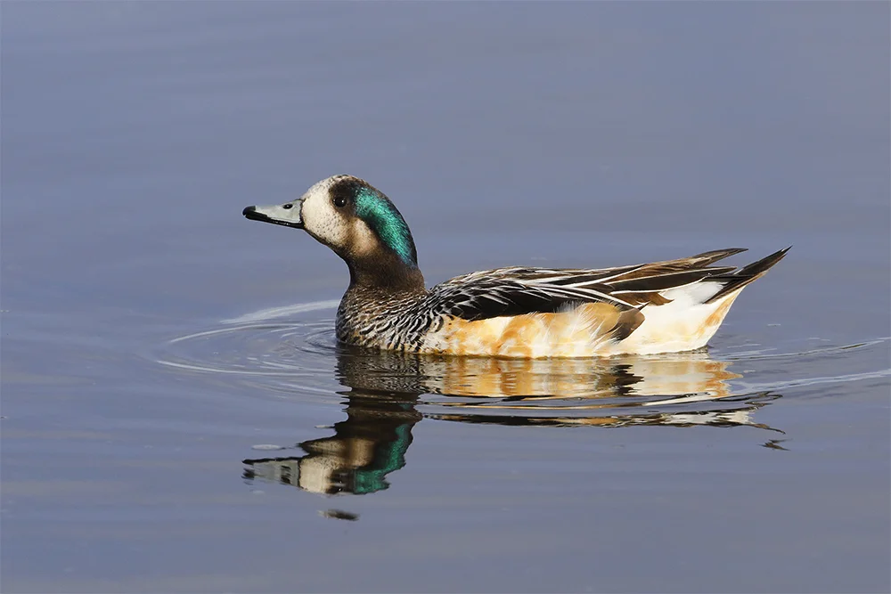 Chiloe Wigeon, Sea Lion Island