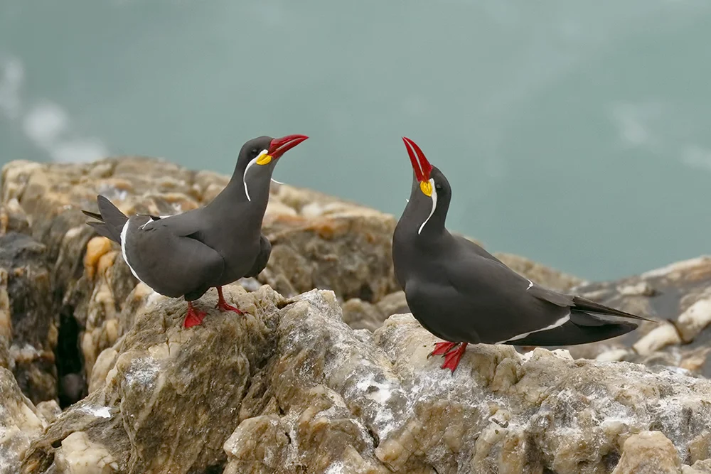 Inca Tern, Viña del Mar, Chile