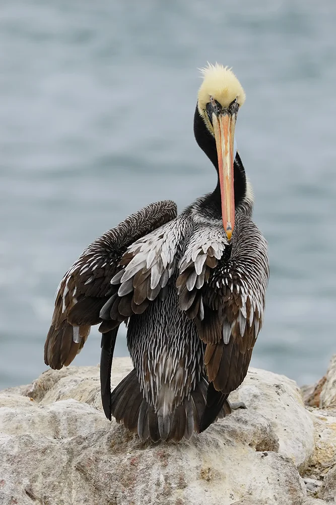 Peruvian Pelican in breeding colors, Viña del Mar
