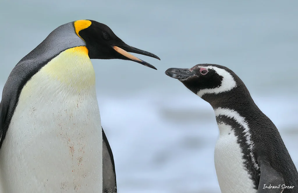 A King and Magallenic Penguin face-off, Bleaker Island, Falkland Island