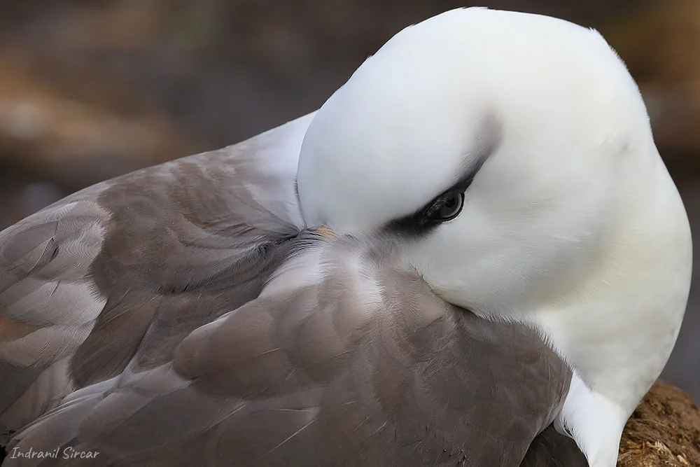 Black-browed Albatross, Saunders Island, Falkland Islands