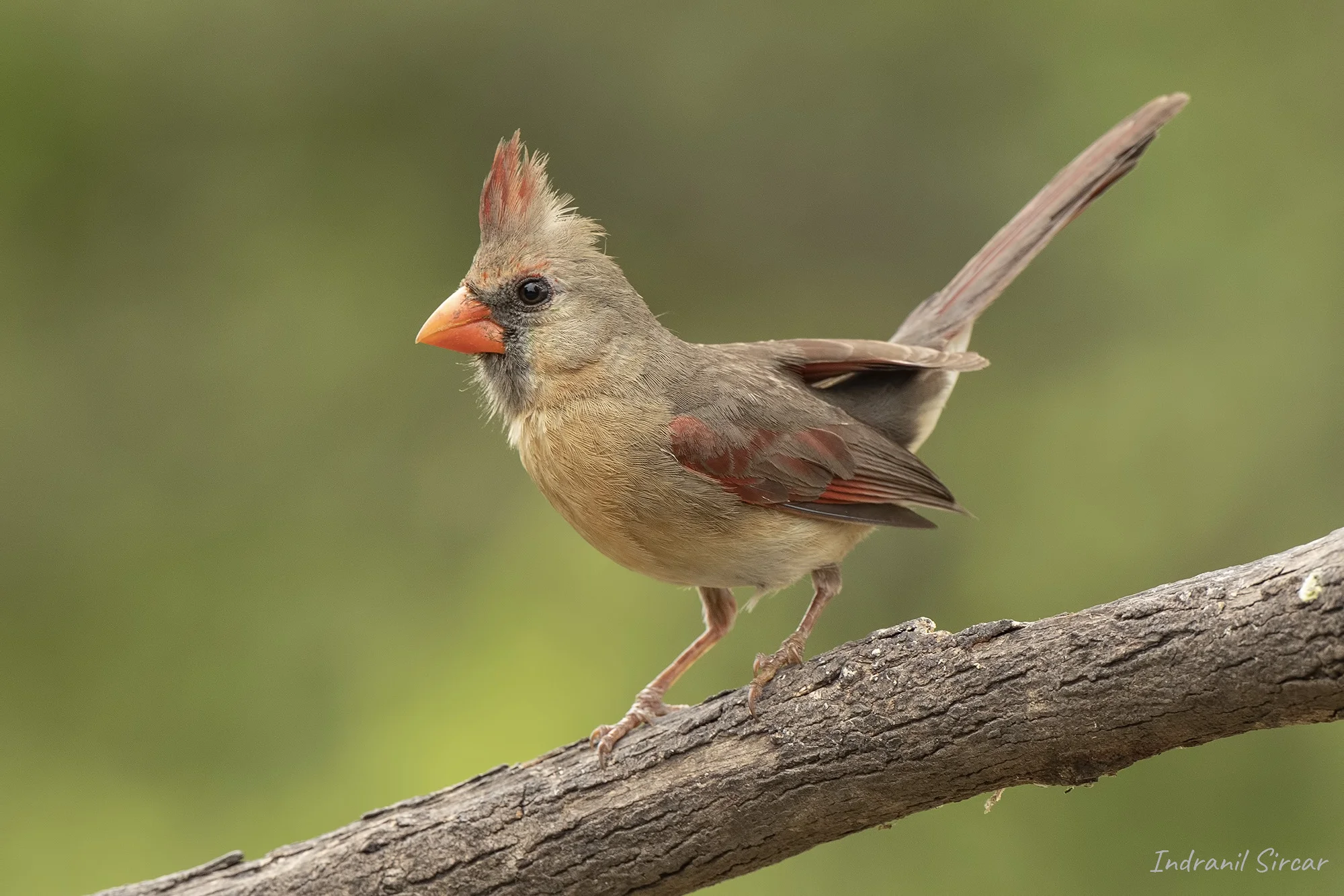 Northern Cardinal (Female)