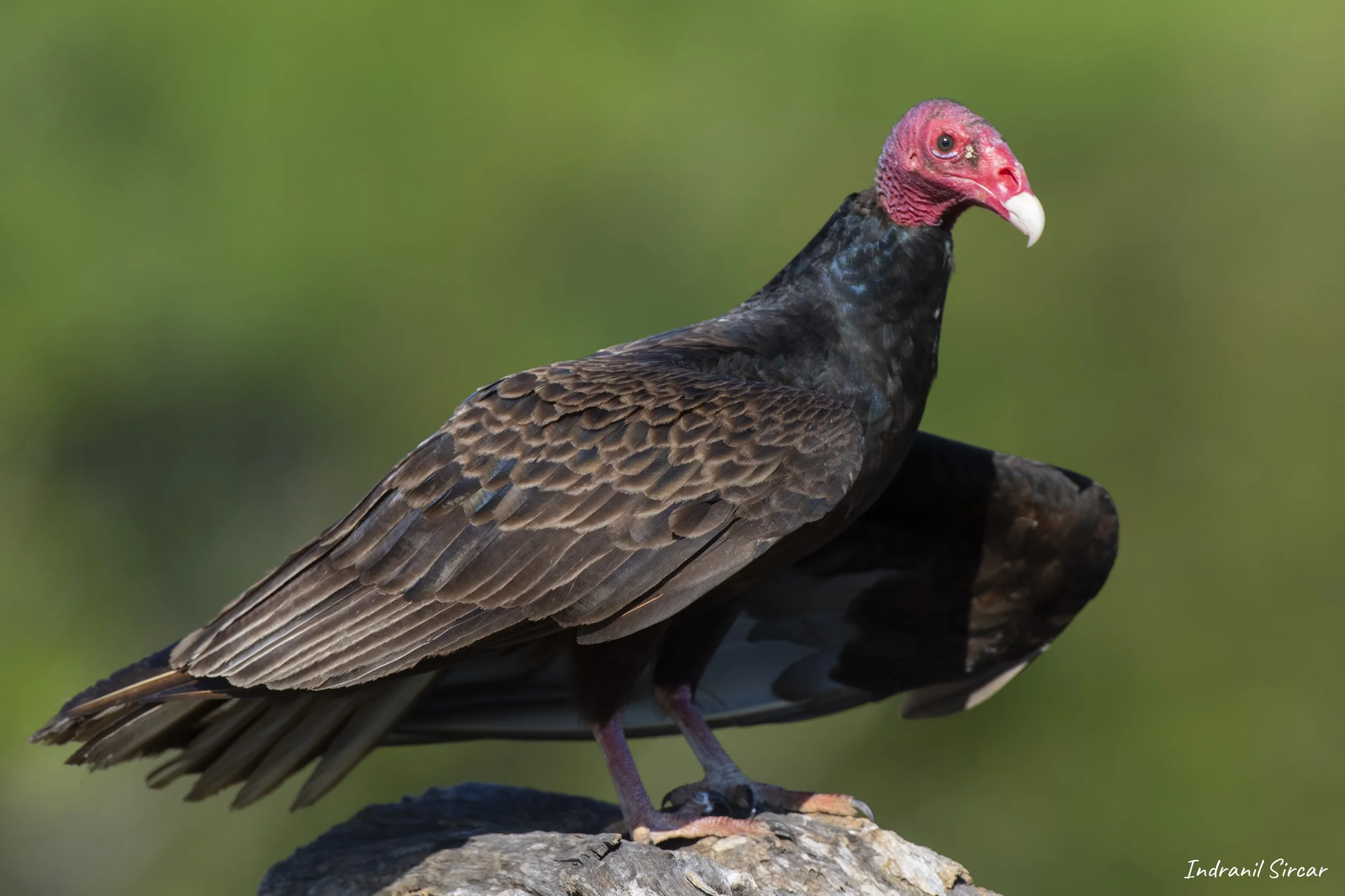 Turkey Vulture