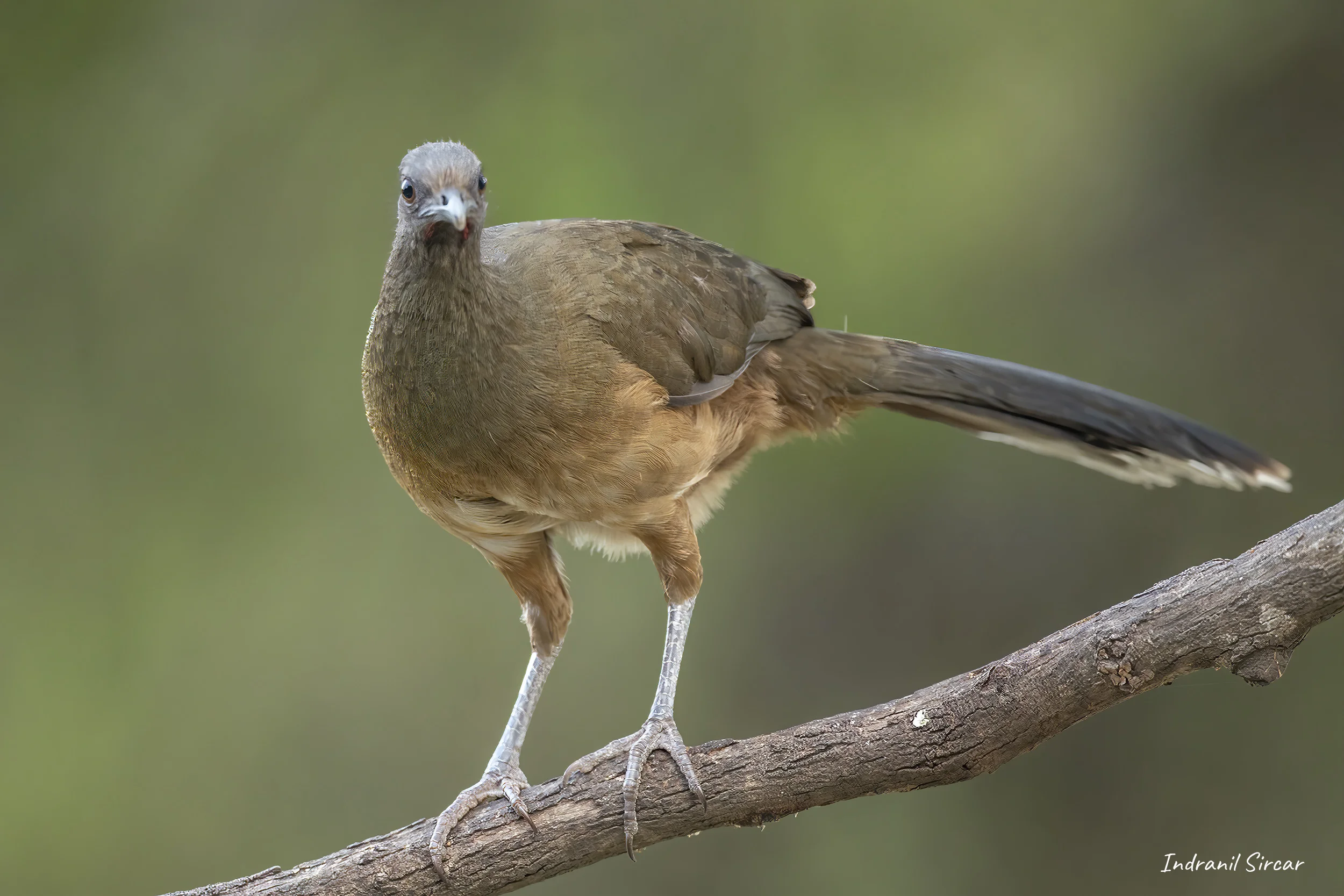 Plain Chachalaca