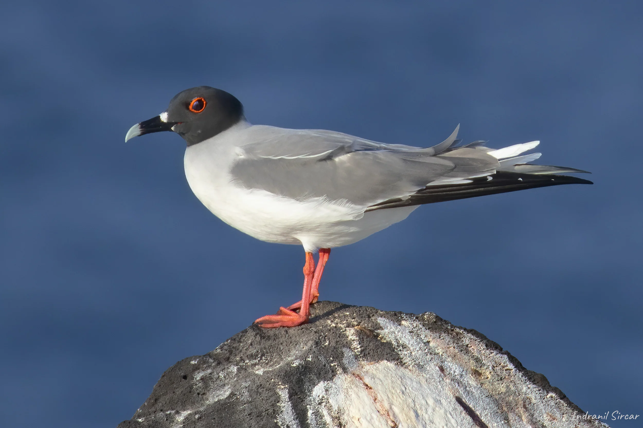 Swallow-tailed Gull