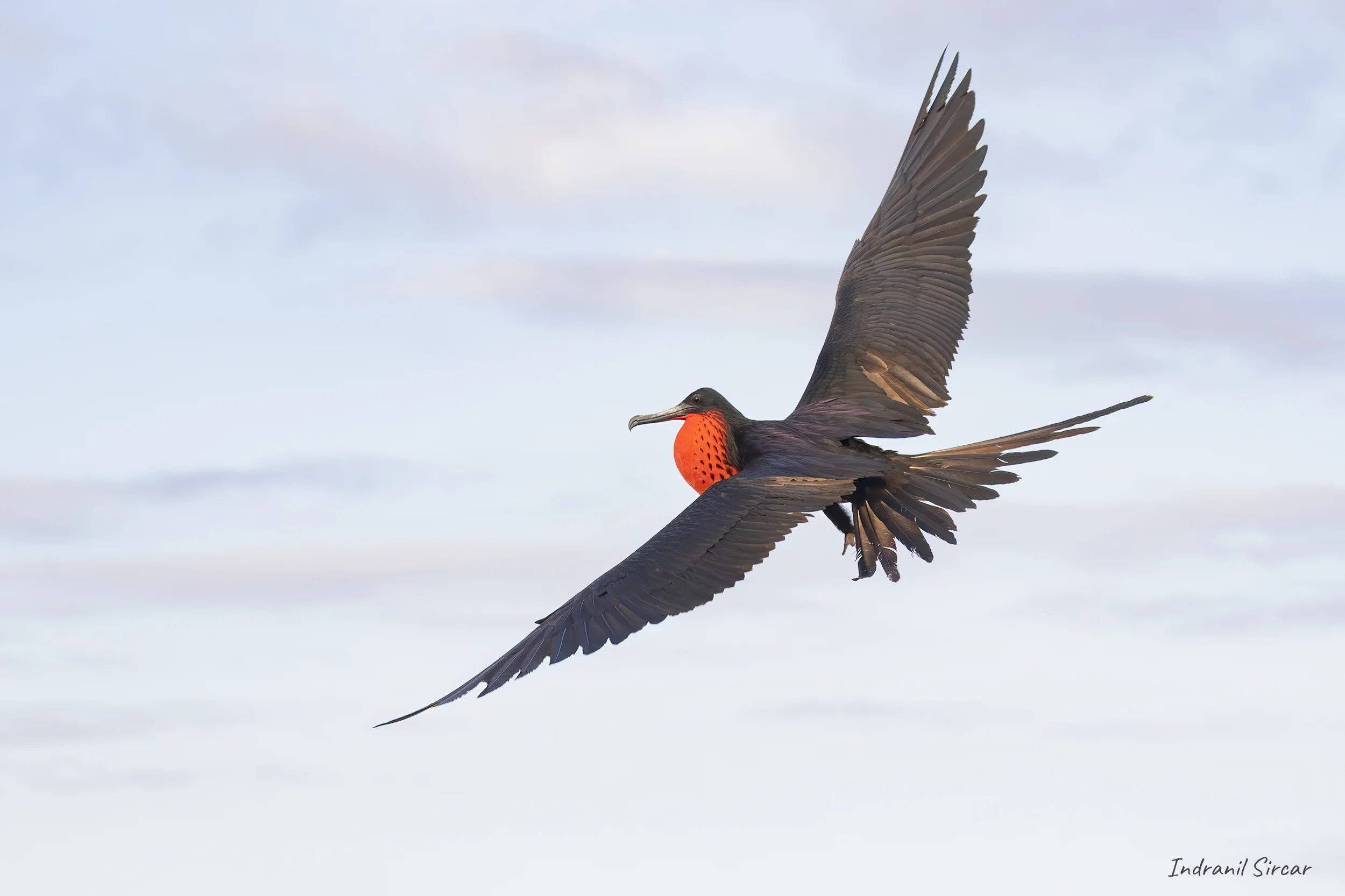 Magnificent Frigatebird (male)
