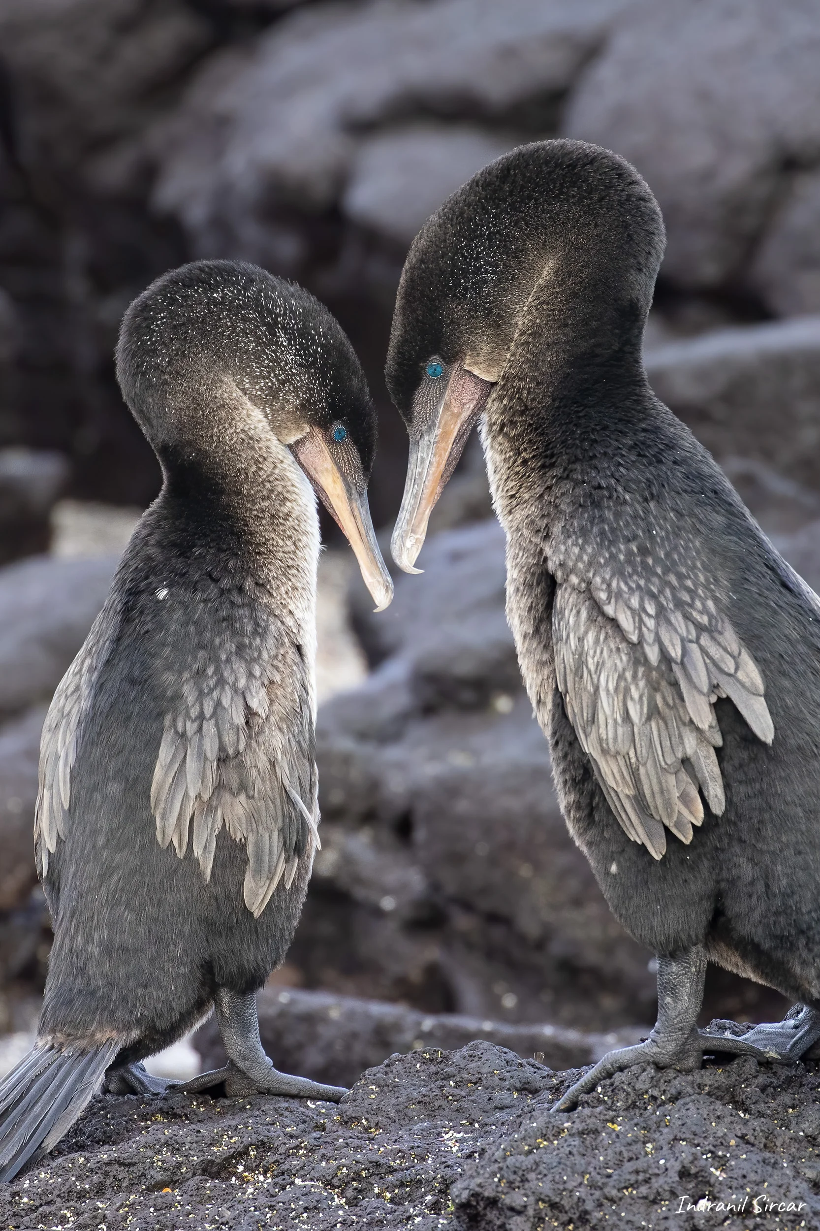 Flightless Cormorant