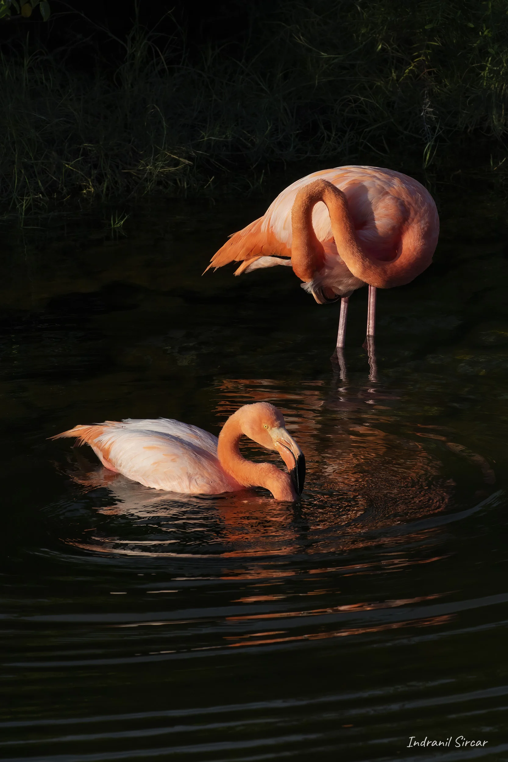 Greater Flamingos